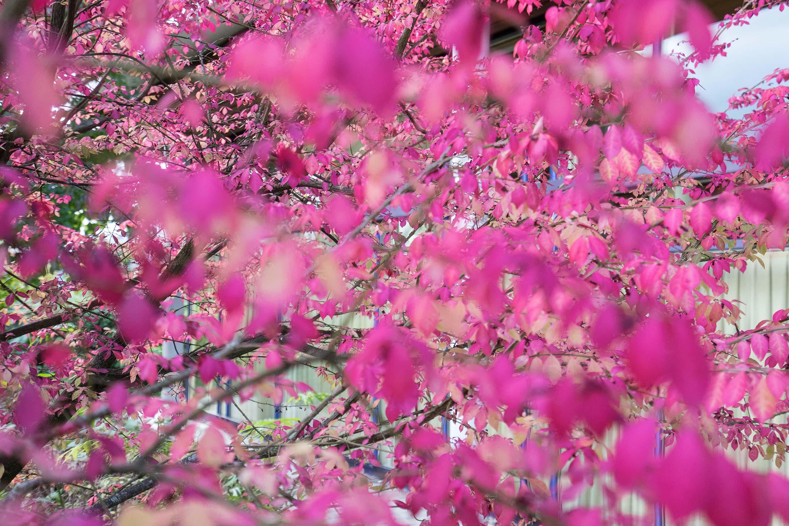 blühender Baum